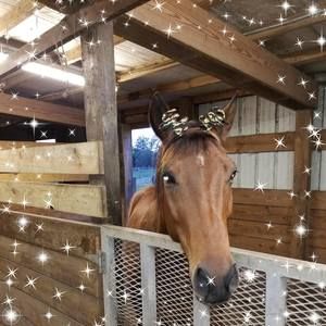 Meet your Posher, Pattie